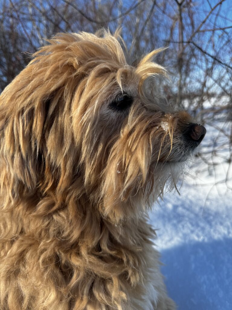 Mini Goldendoodle sitting in the show